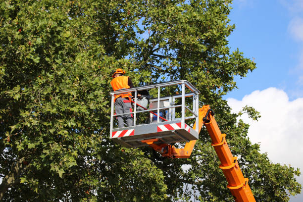 Trusted Falkville, AL Tree Service Experts